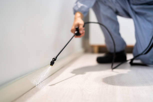 Certified termite inspector examining foundation in Dover