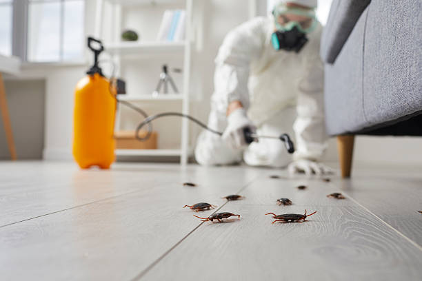 Commercial Rodent Management in Dover